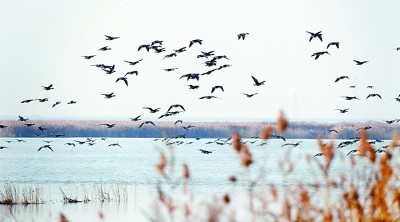 七里海，津東60里的候鳥驛站