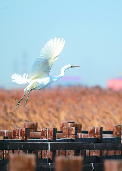 七里海，津東60里的候鳥驛站