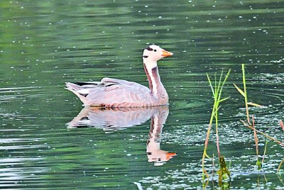 七里海，津東60里的候鳥驛站
