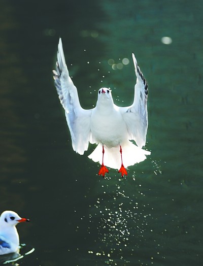 七里海，津東60里的候鳥驛站