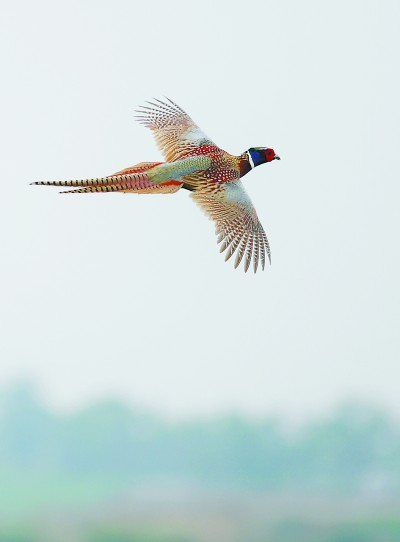 七里海，津東60里的候鳥驛站