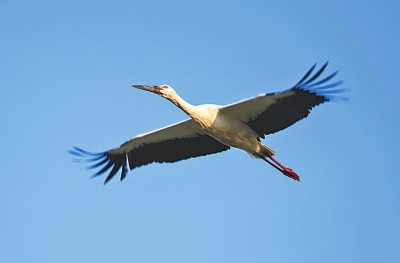 七里海，津東60里的候鳥驛站