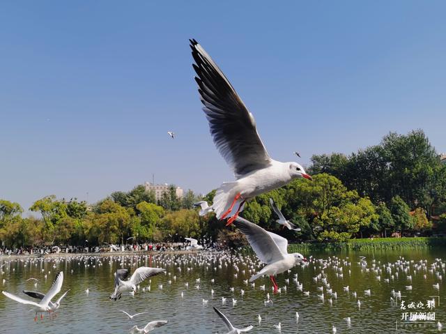 紅嘴鷗大部隊(duì)已抵昆明，企業(yè)開(kāi)業(yè)不忘關(guān)愛(ài)紅嘴鷗