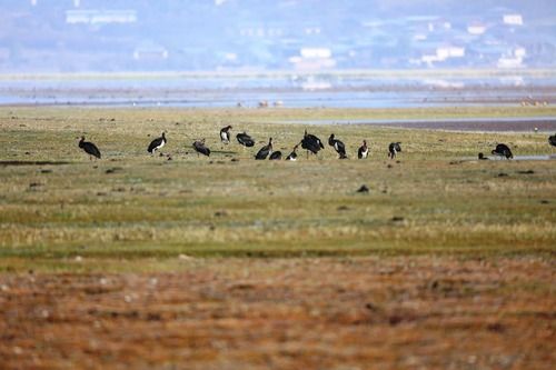 云南納帕海國際重要濕地成黑鸛國內(nèi)最大越冬停歇
