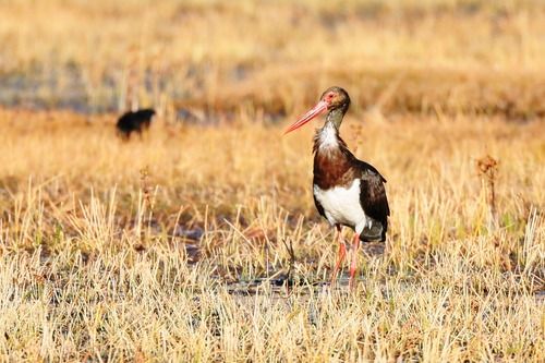 云南納帕海國際重要濕地成黑鸛國內(nèi)最大越冬停歇