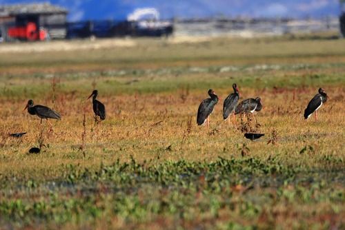 云南納帕海國際重要濕地成黑鸛國內(nèi)最大越冬停歇