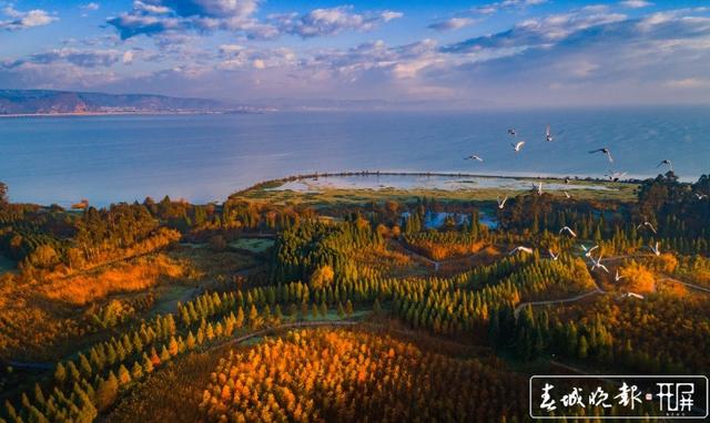 山川秀美、水天一色！晉寧滇池濕地迎來最佳觀賞期，太美！ 楊hi質(zhì)高 攝