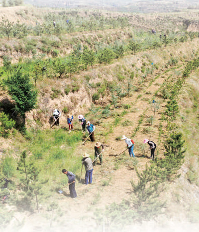 嵐縣普明鎮(zhèn)一家造林專業(yè)合作社的社員們在管護(hù)鋤草（攝于今年6月）。新華社記者 曹 陽攝