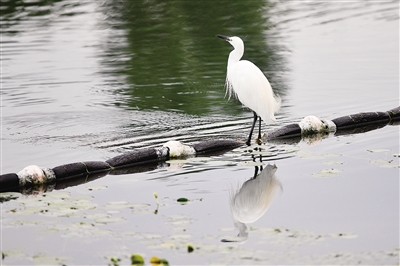 劉松森攝于百花潭公園1