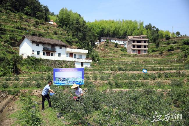 【中國的脫貧智慧】深山蝶變