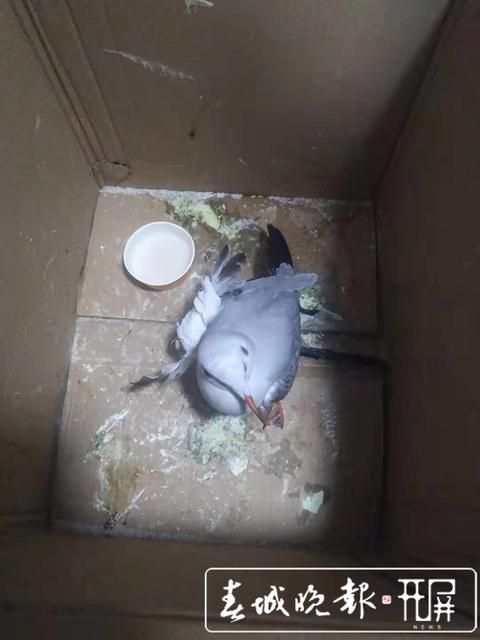 受傷鳥兒 (1).jpg