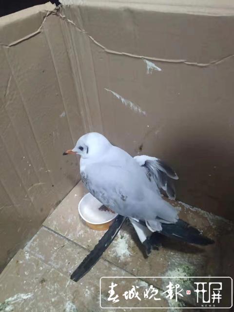 受傷鳥兒 (2).jpg