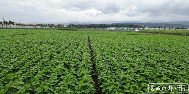 突破高油大豆育種瓶頸！云南省農(nóng)科院首次培育出高油大豆品種 云南省農(nóng)業(yè)科學(xué)院糧食作物研究所 供圖