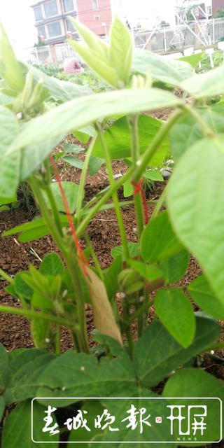 突破高油大豆育種瓶頸！云南省農(nóng)科院首次培育出高油大豆品種 云南省農(nóng)業(yè)科學(xué)院糧食作物研究所 供圖