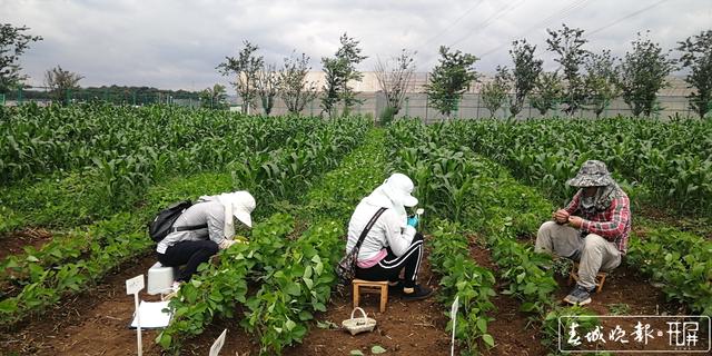 突破高油大豆育種瓶頸！云南省農(nóng)科院首次培育出高油大豆品種 云南省農(nóng)業(yè)科學(xué)院糧食作物研究所 供圖