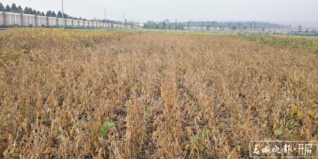 突破高油大豆育種瓶頸！云南省農(nóng)科院首次培育出高油大豆品種 云南省農(nóng)業(yè)科學(xué)院糧食作物研究所 供圖