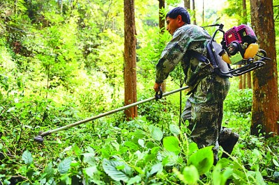 巡山穿林，新時(shí)代護(hù)林員的奮斗與快樂(lè)