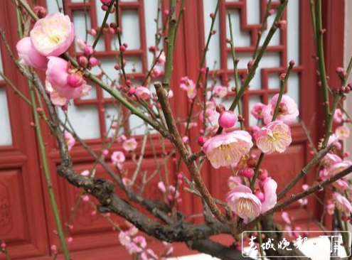 昆明黑龍?zhí)豆珗@梅花節(jié)（春城晚報(bào)-開屏新聞?dòng)浾?左學(xué)佳 攝影報(bào)道）