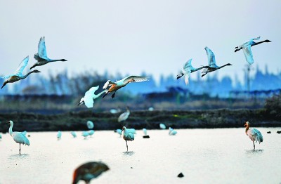 世界自然基金會全球總干事：中國為世界提供了綠色轉(zhuǎn)型方案