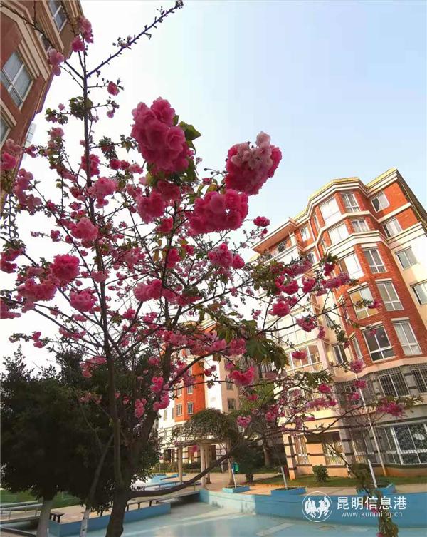 恒德·香榭麗園的櫻花。供圖