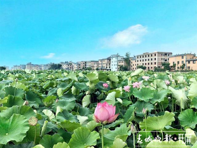游玩撫仙湖 吃住馬房村！澄江馬房村正式開街迎客