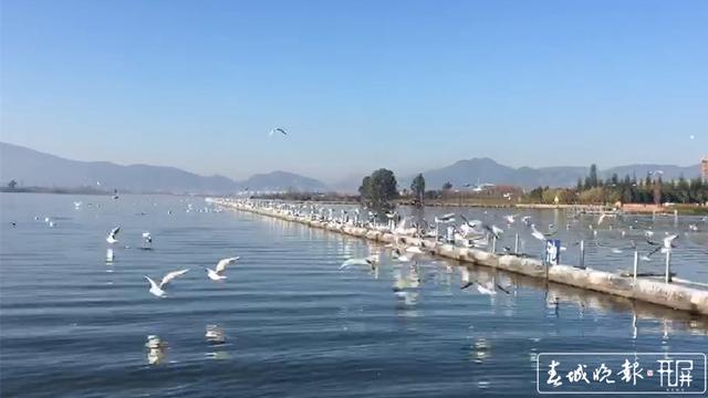 紅嘴鷗 昆明鳥類協(xié)會(huì)供圖