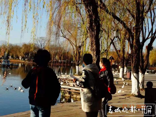 紅嘴鷗 昆明鳥類協(xié)會(huì)供圖