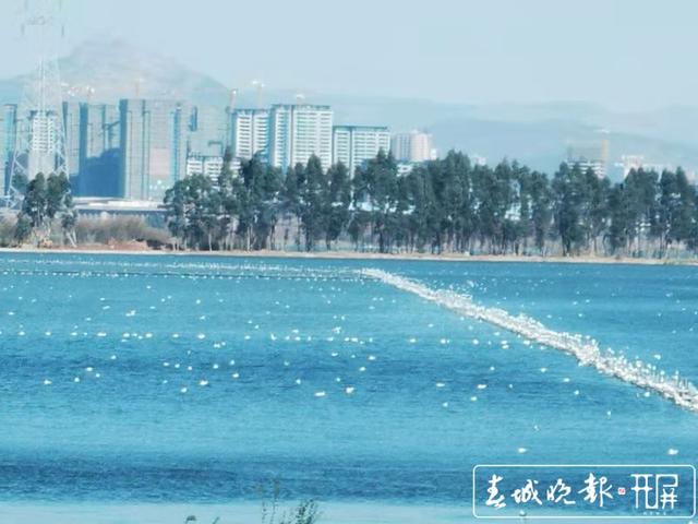 紅嘴鷗 昆明鳥類協(xié)會(huì)供圖