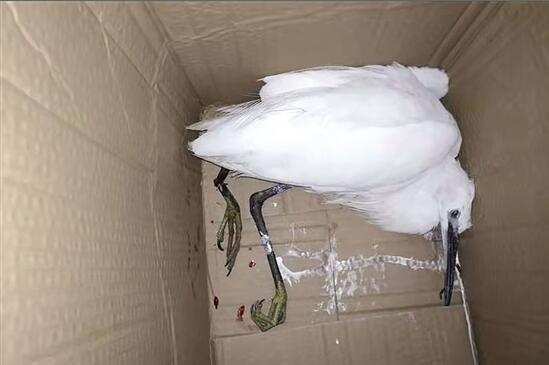 QQ截圖20201228093129 QQ截圖20201228093129