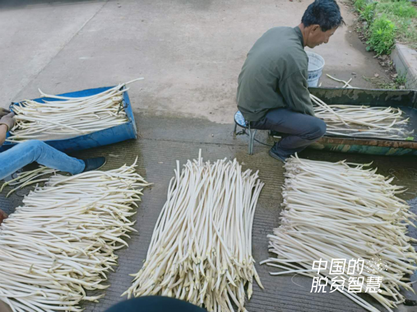 (富塘村委會張吉剛供圖)