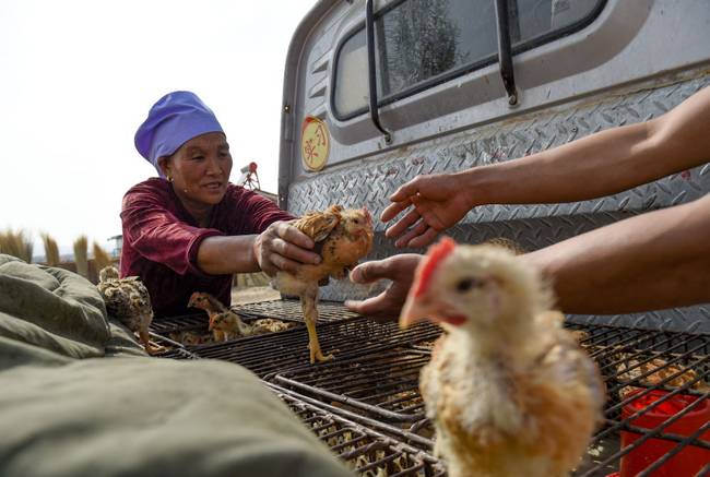 脫貧路上“她”力量丨攢勁