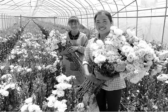 紅河蒙自花卉產(chǎn)業(yè) 本報(bào)記者 楊崢 攝