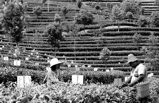 普洱生態(tài)有機(jī)茶園建設(shè) 本報(bào)記者 楊崢 攝