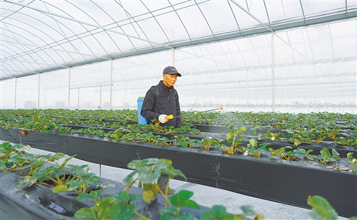 12月28日，浙江省湖州市南潯區(qū)雙林鎮(zhèn)久昌果玩園的果農(nóng)在對(duì)草莓、小番茄等作物進(jìn)行管護(hù)。為了應(yīng)對(duì)寒潮，雙林鎮(zhèn)加強(qiáng)農(nóng)技服務(wù)力度，指導(dǎo)農(nóng)戶開展農(nóng)作物冬季管護(hù)，確保農(nóng)作物安全越冬。