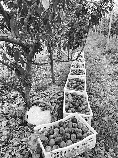 942567_lix_1609211110037_b