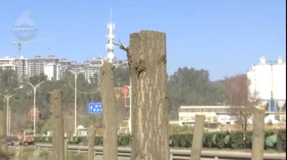 北三環(huán)百棵行道樹被“腰斬”，市民直呼“心疼” 8099999