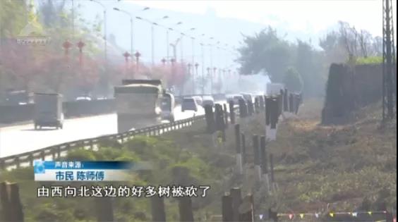 北三環(huán)百棵行道樹被“腰斬”，市民直呼“心疼” 8099999