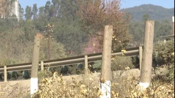 北三環(huán)百棵行道樹被“腰斬”，市民直呼“心疼” 8099999