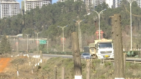 北三環(huán)百棵行道樹被“腰斬”，市民直呼“心疼” 8099999