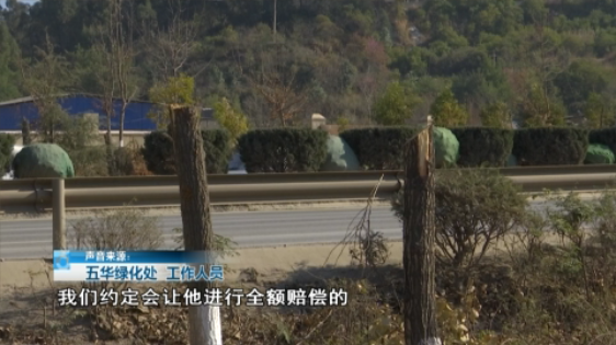 北三環(huán)百棵行道樹被“腰斬”，市民直呼“心疼” 8099999