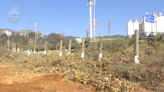 北三環(huán)百棵行道樹被“腰斬”，市民直呼“心疼” 8099999