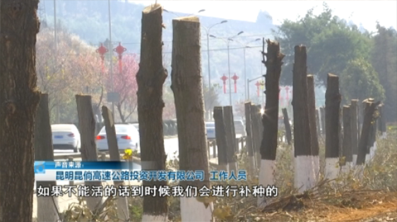 北三環(huán)百棵行道樹被“腰斬”，市民直呼“心疼” 8099999