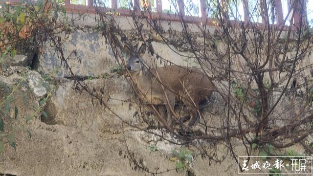 玉溪新平一村民種地途中發(fā)現(xiàn)“落難”動物，一查來頭不小…… 李春麗 通訊員 適甜甜 苗麗 忽怡丹 馮凱 攝