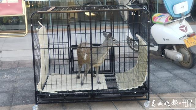 玉溪新平一村民種地途中發(fā)現(xiàn)“落難”動物，一查來頭不小…… 李春麗 通訊員 適甜甜 苗麗 忽怡丹 馮凱 攝