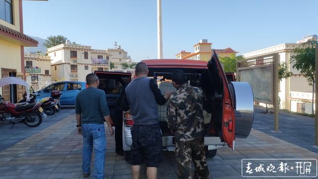 玉溪新平一村民種地途中發(fā)現(xiàn)“落難”動物，一查來頭不小…… 李春麗 通訊員 適甜甜 苗麗 忽怡丹 馮凱 攝