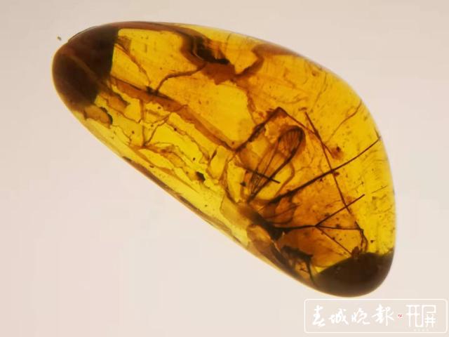 波蘭琥珀（春城晚報-開屏新聞記者 張勇 攝