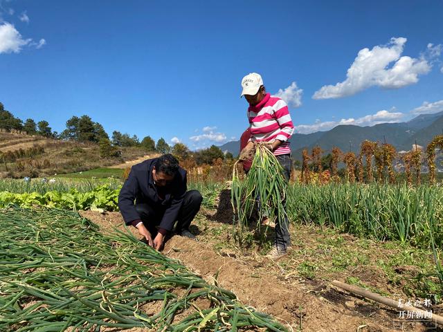 【2020迪慶故事】蔬菜大棚“種”出幸福生活 和繼泉(春城晚報(bào)-開屏新聞?dòng)浾?木曉雯 周柯妤 王宇衡 攝影報(bào)道)7.jpg