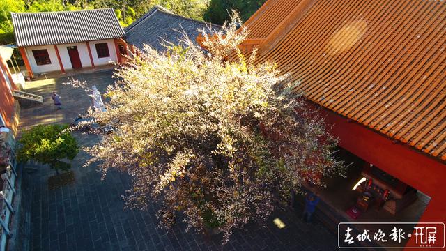 賓川雞足山百年古梅開花了