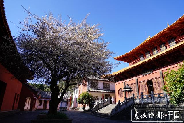 賓川雞足山百年古梅開花了