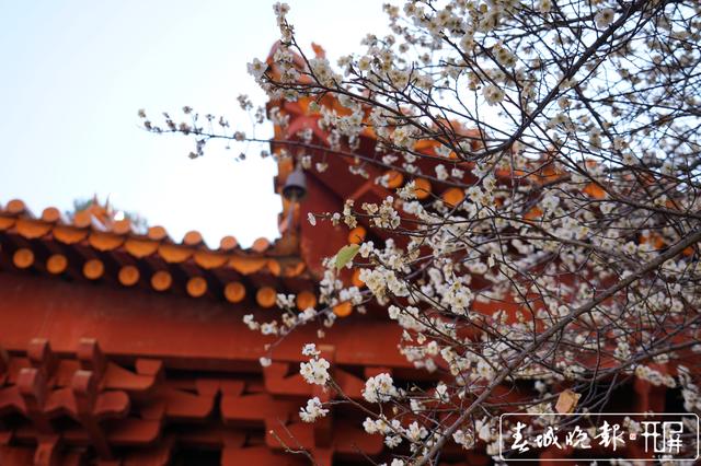 賓川雞足山百年古梅開花了